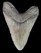 Large, Megalodon Tooth - South Carolina #43035-2